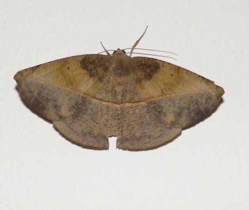 Réf. 331 768 : Oxydia apidania